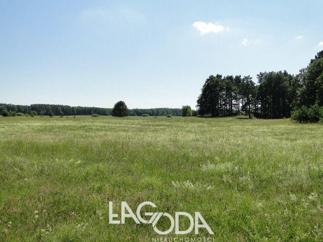 Działka Sprzedaż Łośno