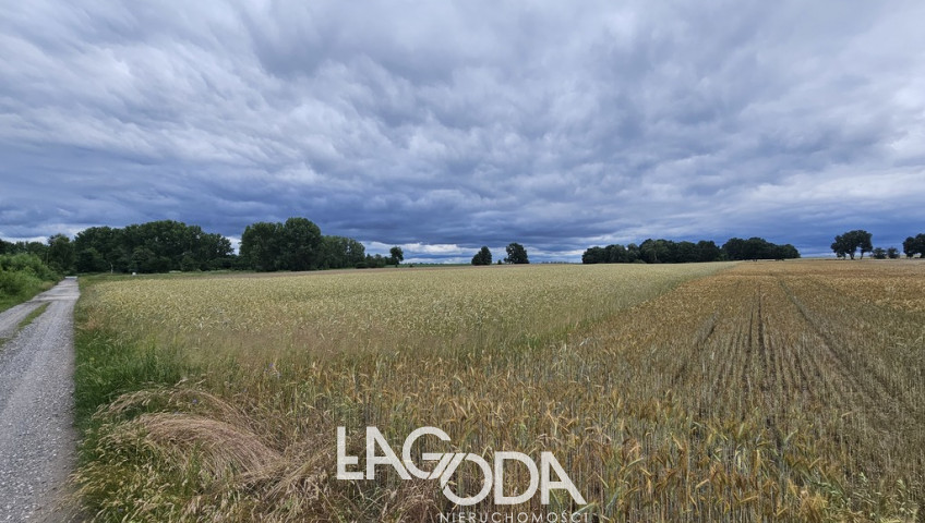 Działka Sprzedaż Wojcieszyce