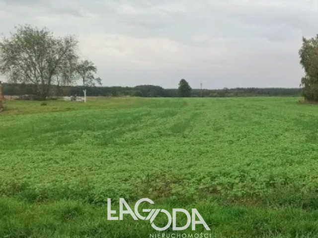 Działka Sprzedaż Ściechów